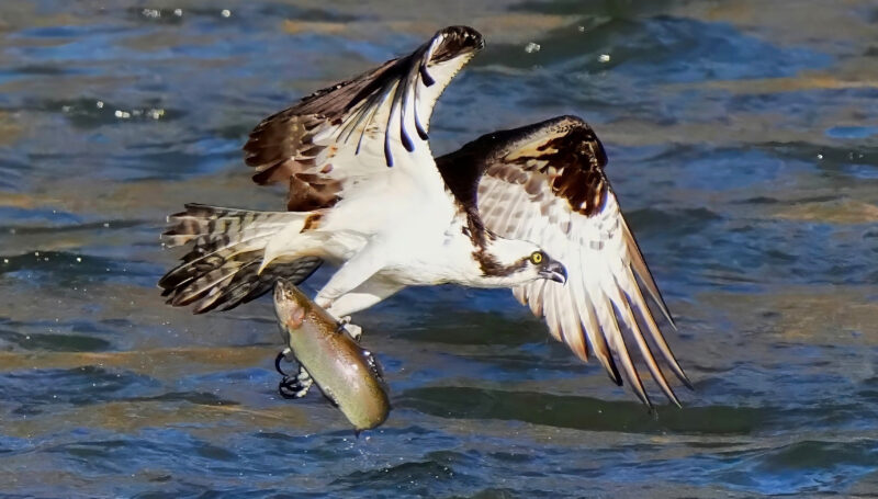 Ospreys in Pennsylvania: the return of the fish hawk